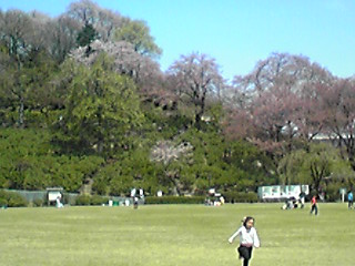 西山公園の桜３