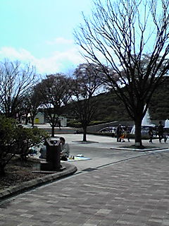 西山公園の桜３