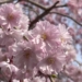 鯖江西山公園の桜で花見