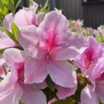 Thumbnail of post image 003