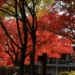 Canon EOS R6 Mark2で西山公園の紅葉撮影