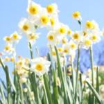 Thumbnail of post image 136