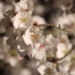 足羽川の夜桜撮影 canon eos r6 mark2