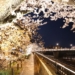 足羽川の夜桜を撮影した写真 canon eos r6 mark2