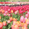 Thumbnail of new posts 177