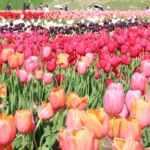 Thumbnail of post image 077